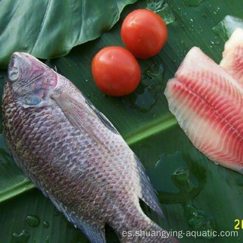 Tilapia negra entera congelada de alta calidad en venta